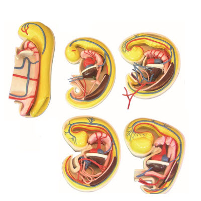 消化、呼吸、泌尿生殖、體腔的發生解剖示教模型 YJ/ZZ2017